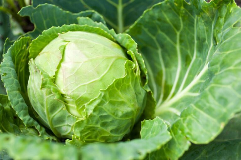 Is Cabbage Good For Weight‎ Loss?